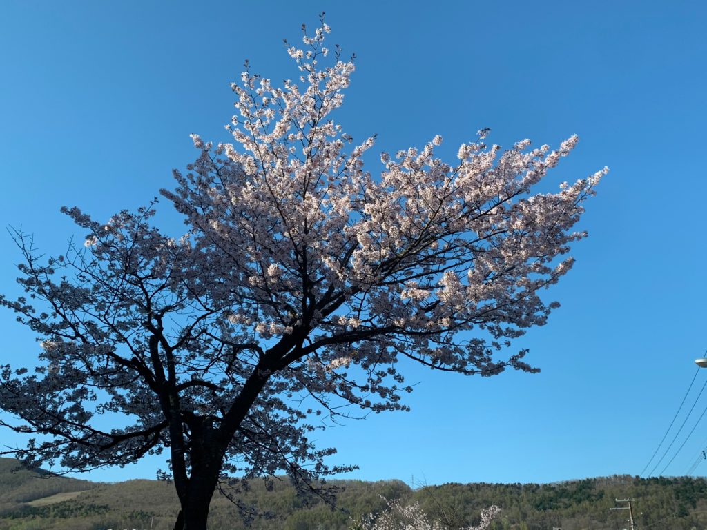 中ノ沢の桜 (2)