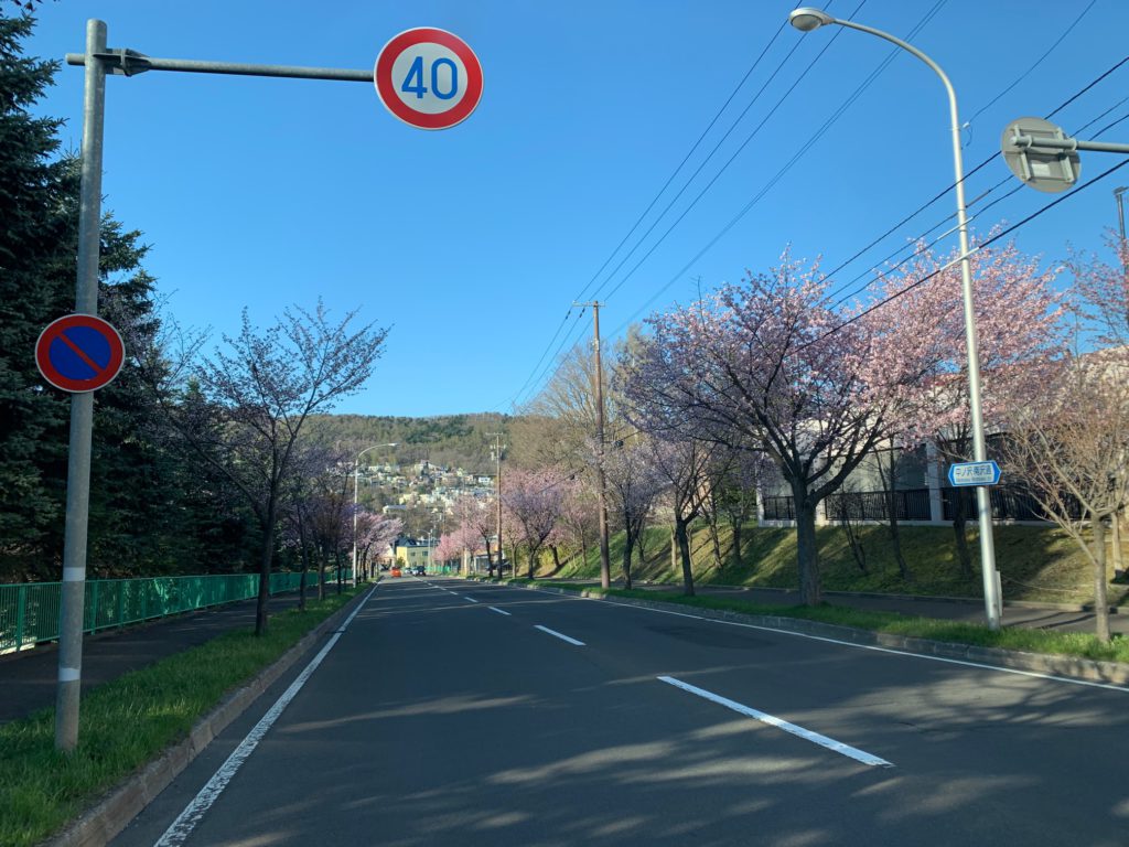 中ノ沢の桜 (3)