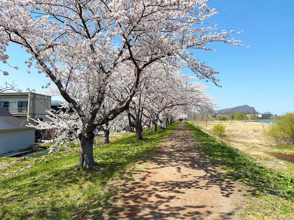 コスモ建設 ブログ 栗田 桜