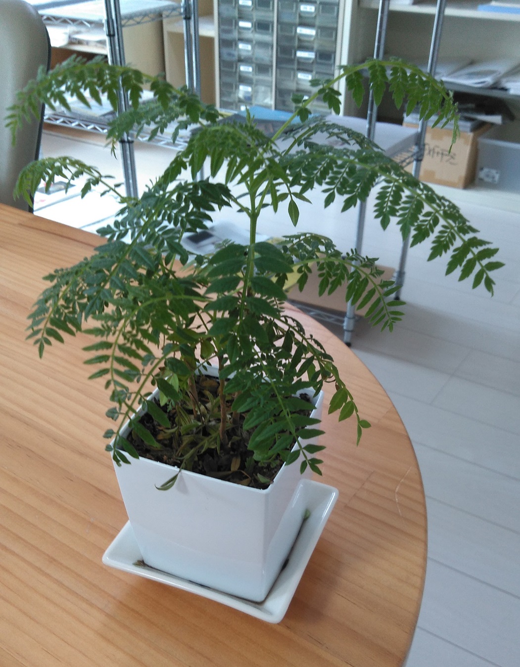 植物を育てています!