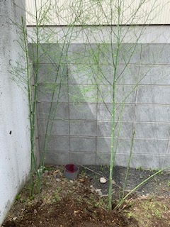 社屋に生えるアスパラ