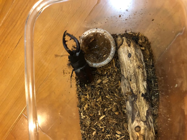 クワガタ