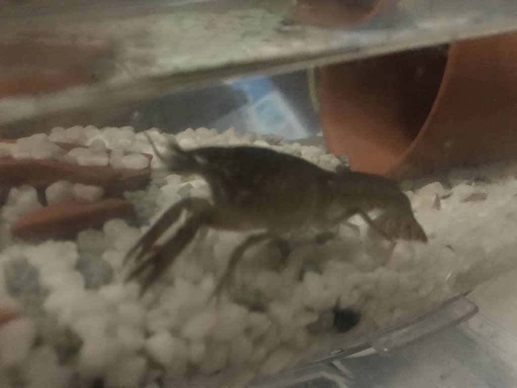 ザリガニ？エビ？