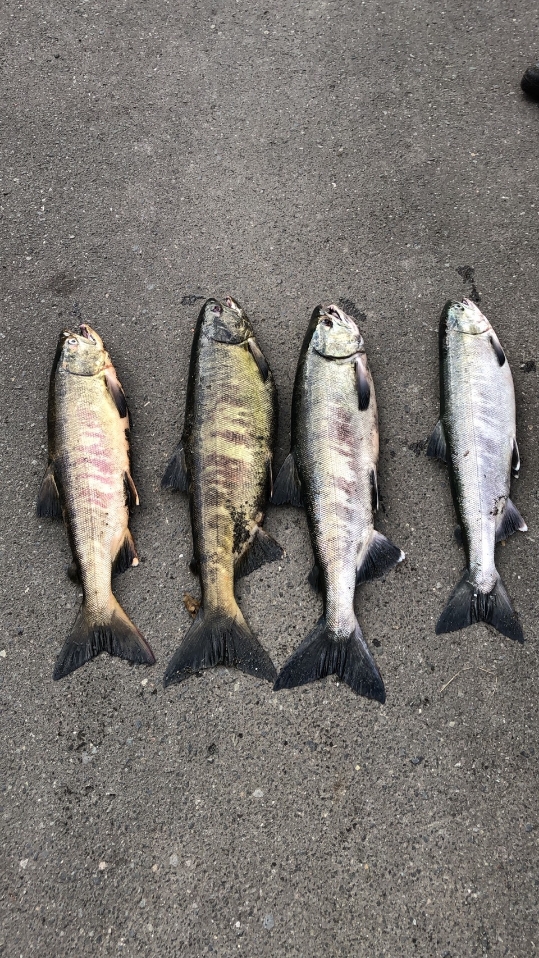 毎週恒例の釣り