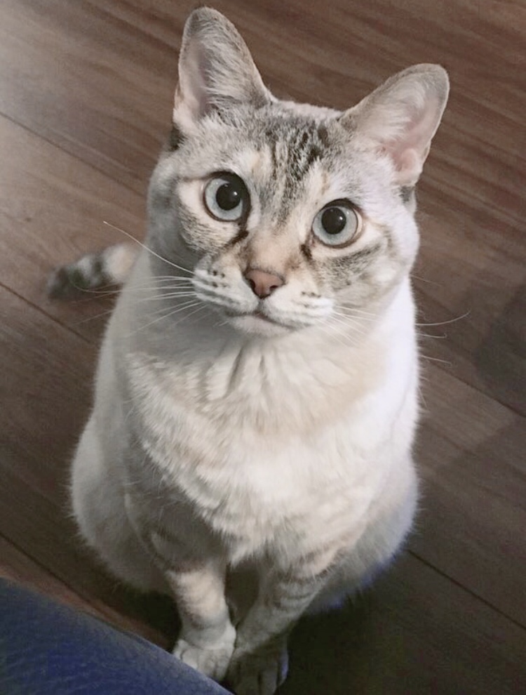猫のためのペットドア！