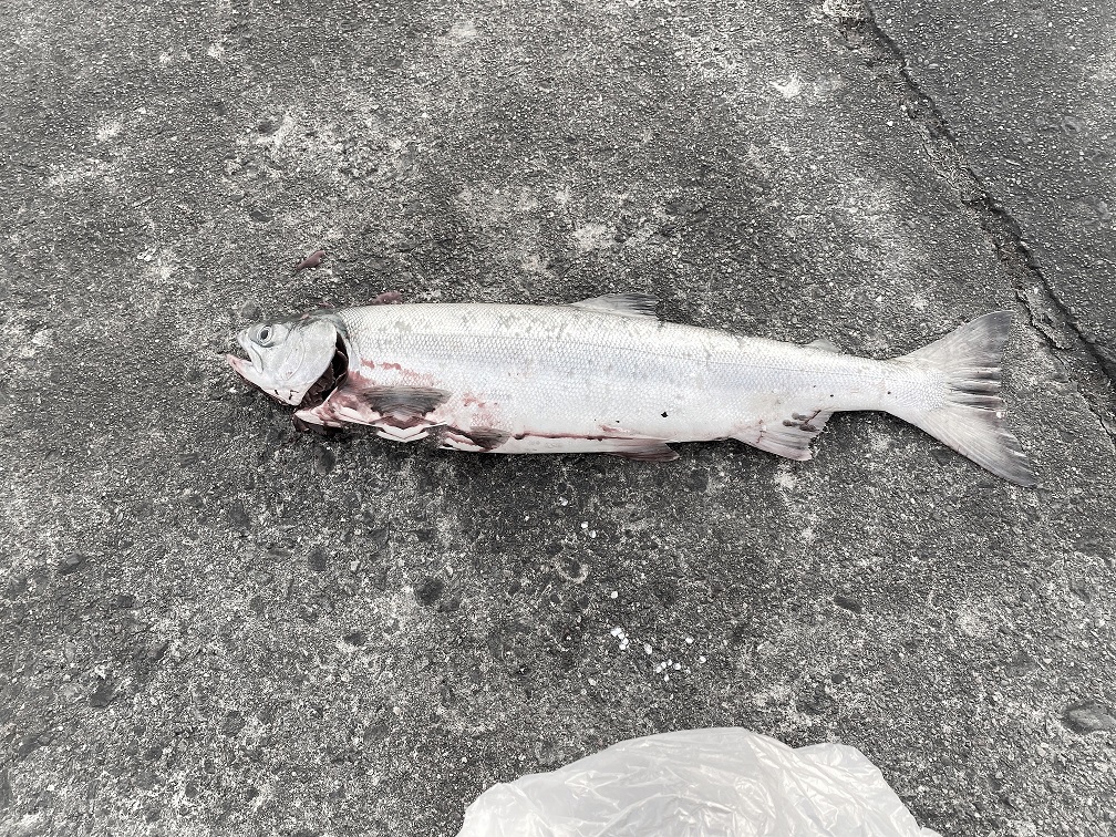 鮭釣り