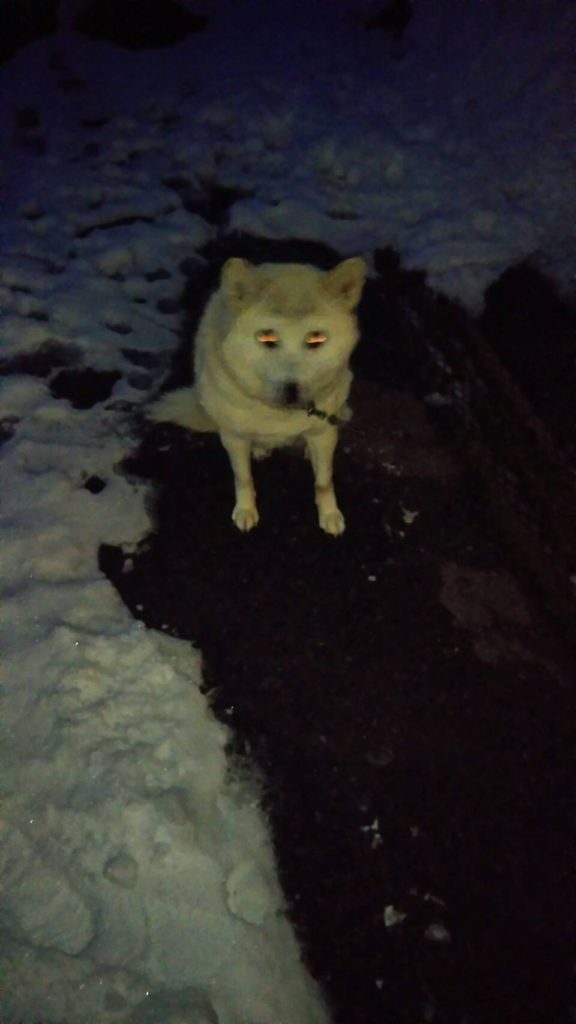 実家のいぬ