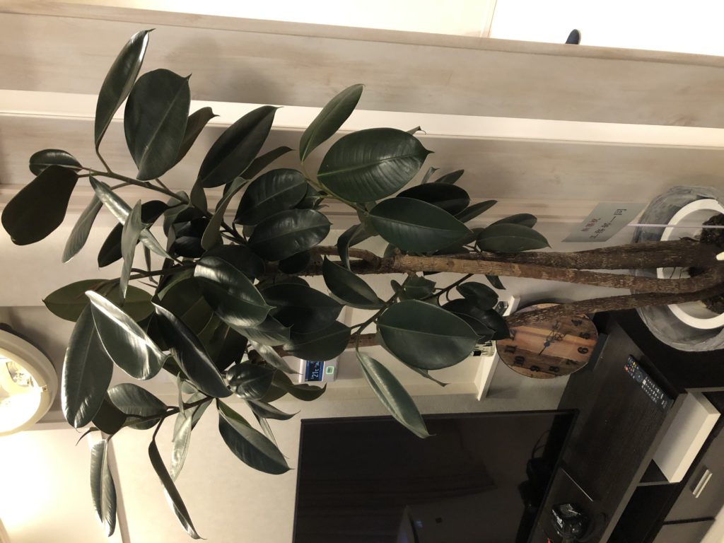 観葉植物
