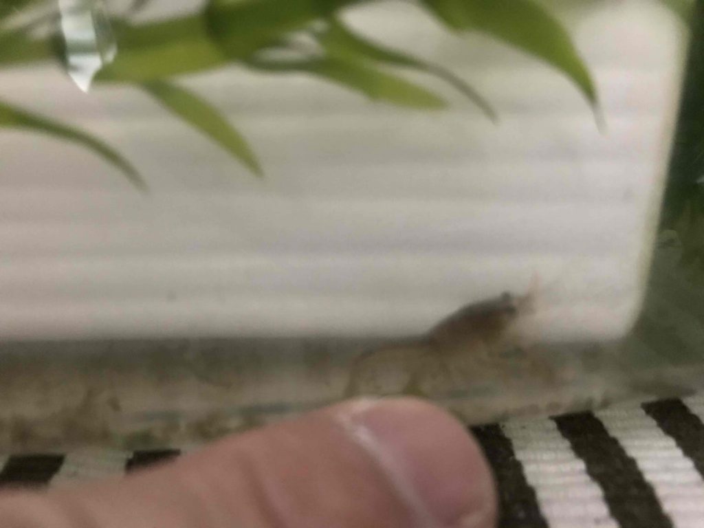 完結編　　ザリガニ？エビ？？