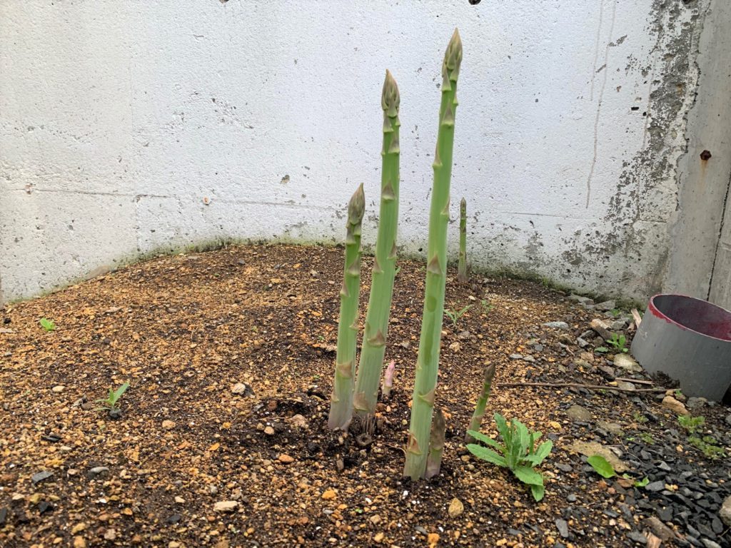 アスパラ採ってみました