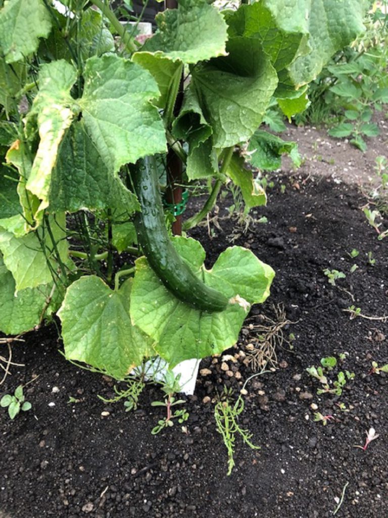 夏野菜