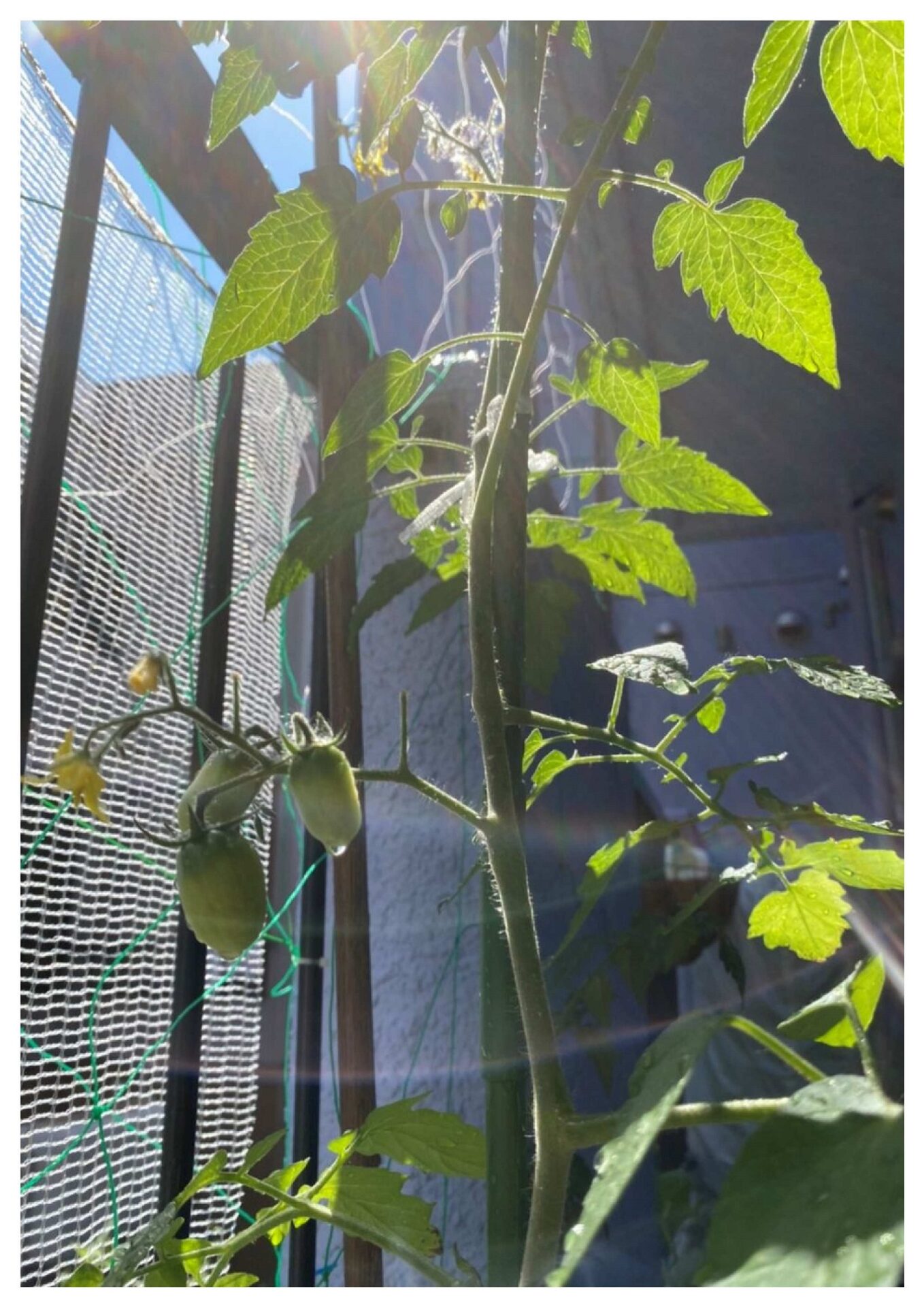 家庭菜園始めました②