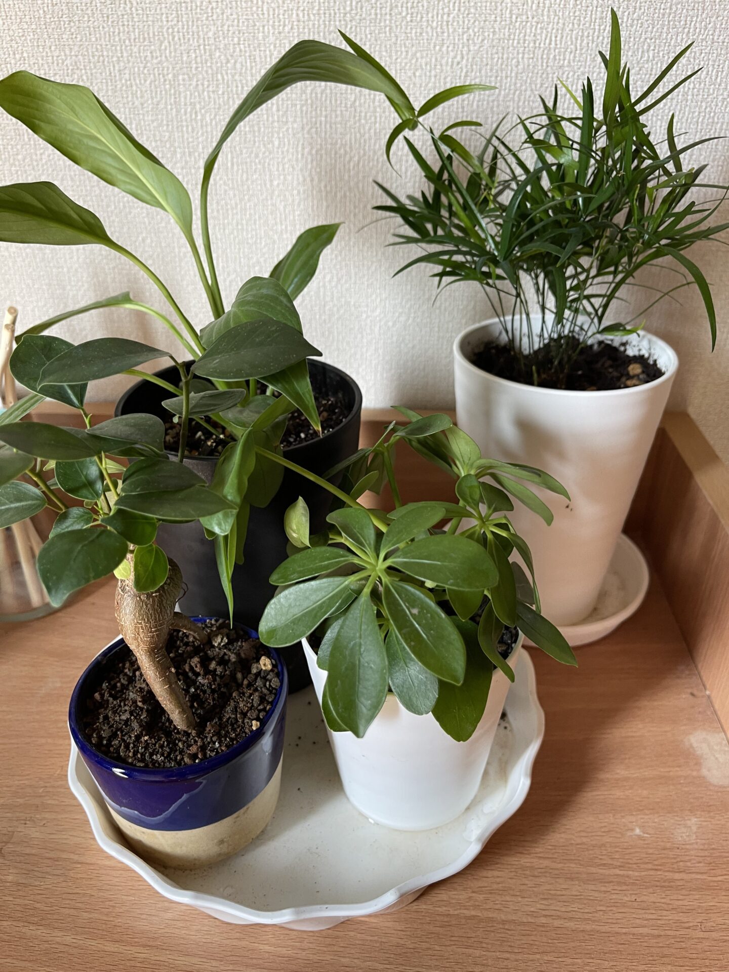 観葉植物にはまっています