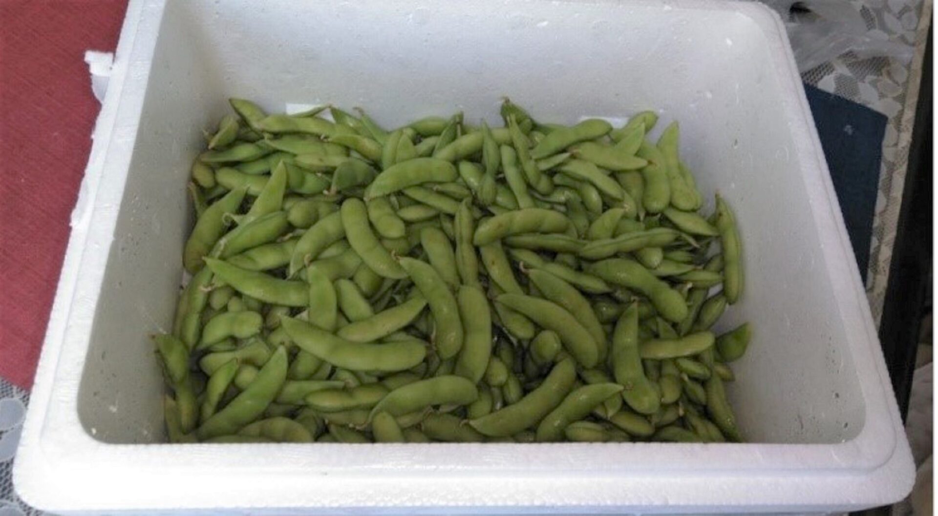 夏だ! ビールだ! 枝豆だ!