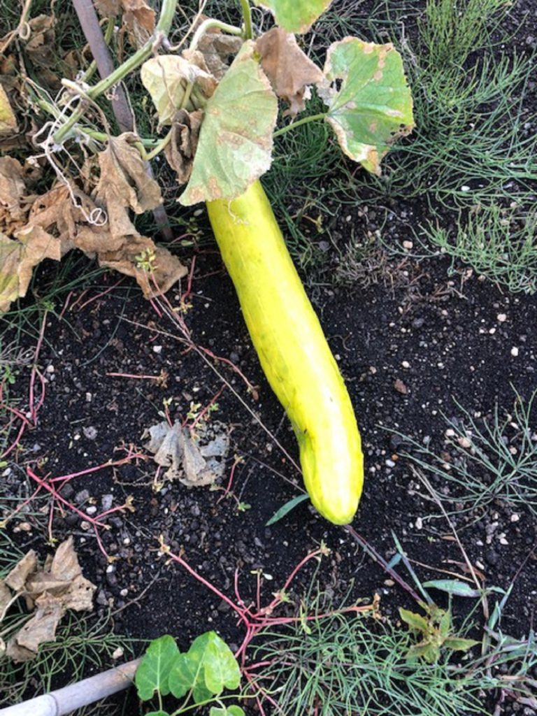 おばけ