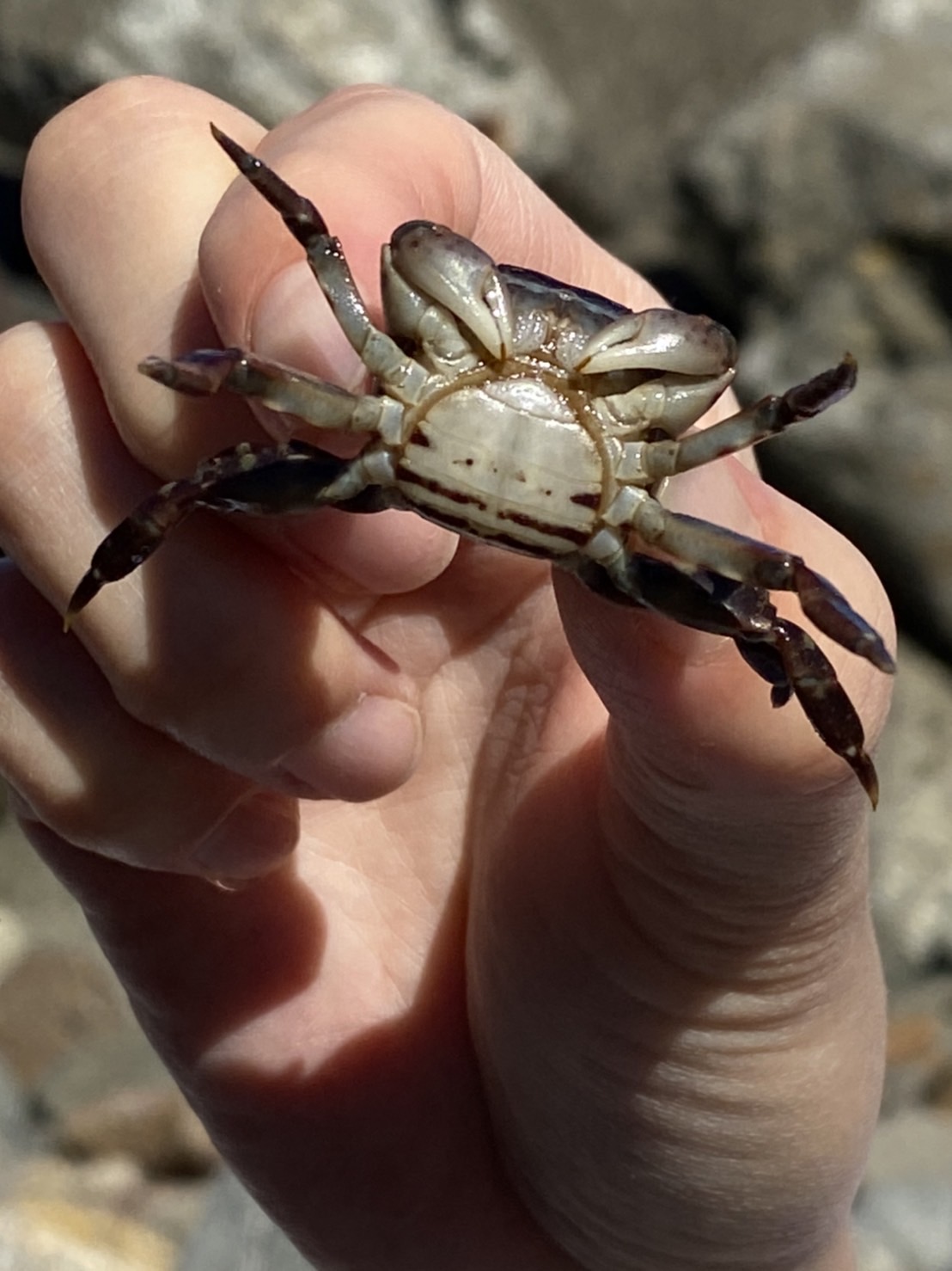 イソガニ釣り