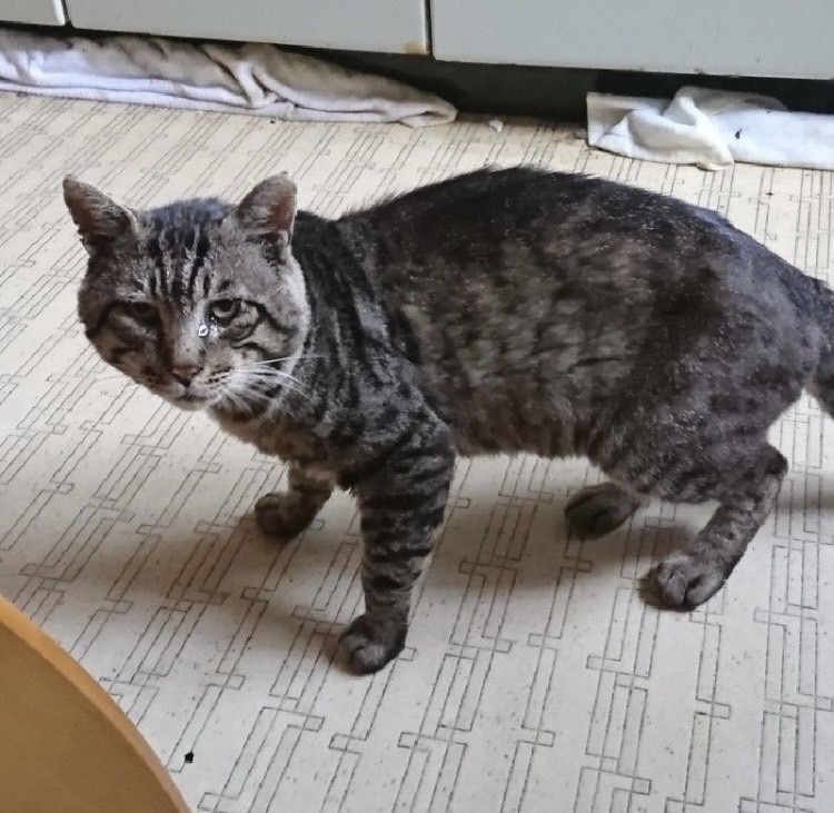 イエネコとヨソネコ
