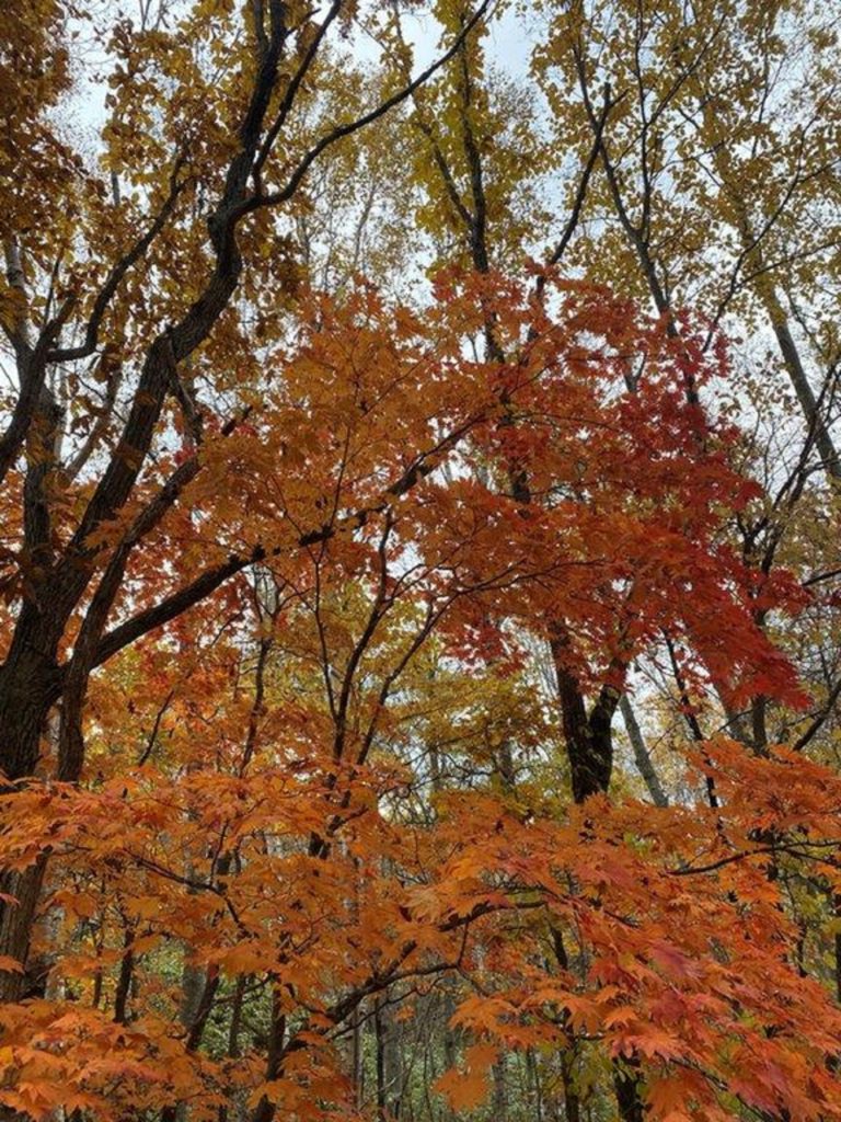 紅葉狩り