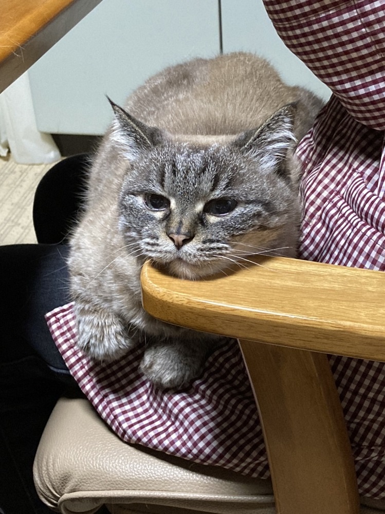 ノサバリコ