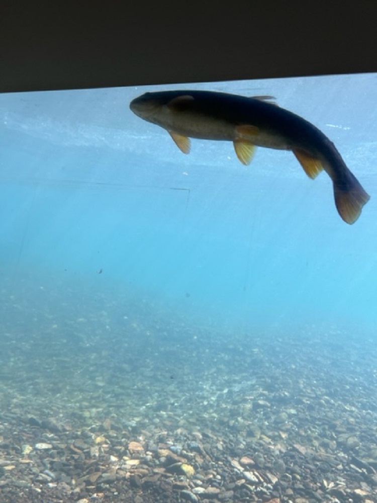サケのふるさと千歳水族館