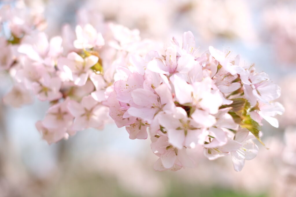 お花見