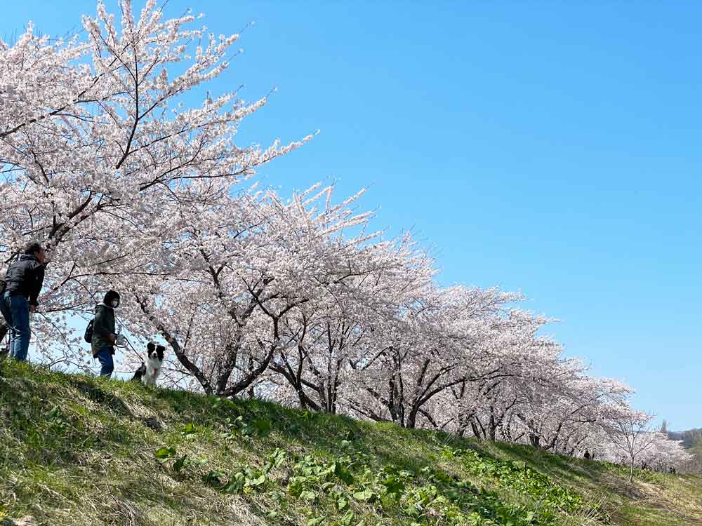 満開の桜