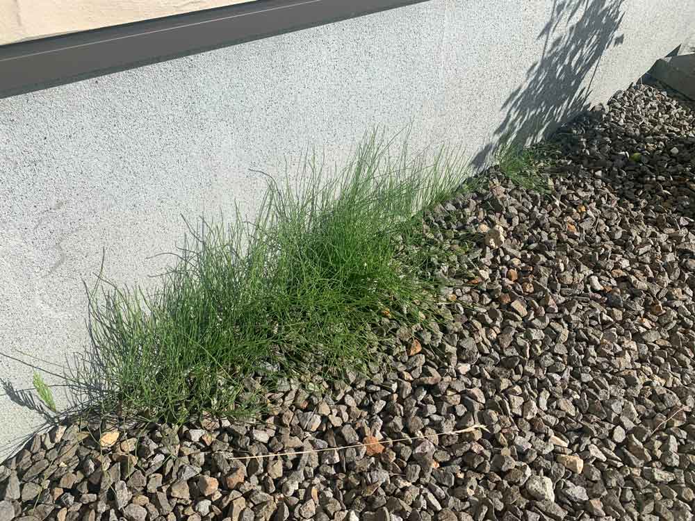 我が家の雑草事情
