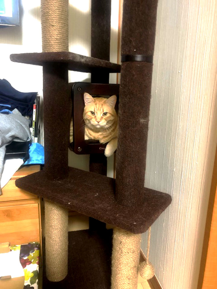 猛暑の北海道で気をつけたい!家族の一員にも熱中症に注意