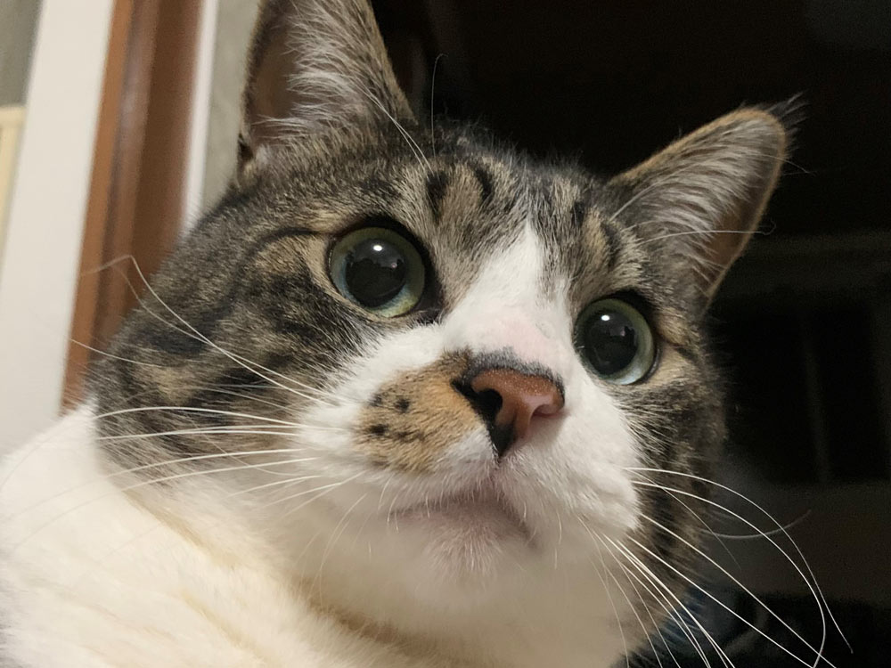 ペットと暮らせる家づくり