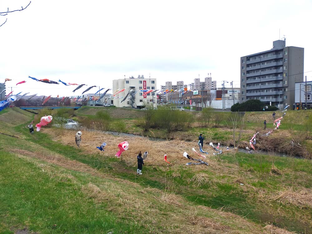 厚別川に鯉のぼりをあげました!