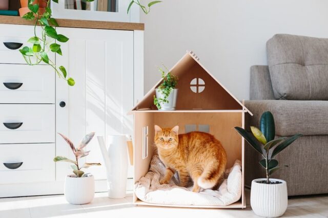 猫と暮らす注文住宅のアイデアとは?間取りや内装の工夫を解説