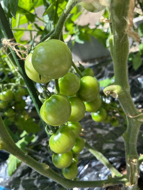 家庭菜園を始めました。